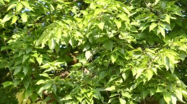 Celtis occidentalis, ortak hackberry bilinen yaprak döken ağaç Kuzey Amerika yerli olduğunu. Bu da nettletree, sugarberry, beaverwood, Kuzey hackberry, Amerikan hackberry ise.