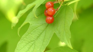 Viburnum opulus (ortak adı guelder-rose) familyasına ait bir bitki Avrupa, Kuzey Afrika ve Orta Asya için aile Adoxaceae (eski adıyla Hanımeligiller) yerli içinde.