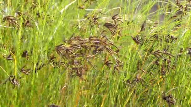 Bolboschoenus maritimus es una especie de planta fanerógama perteneciente a la familia Cyperaceae. Los nombres comunes para esta especie incluyen cepillo de mar, bulrush cosmopolita, bulrush alcalino, bulrush de pantano salado, y hierba de bayoneta . — Vídeo de stock