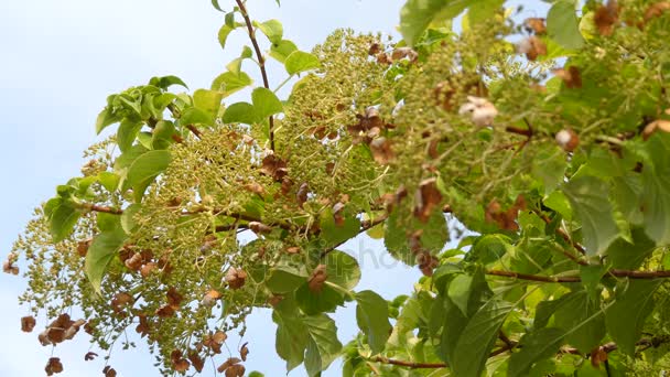 Hortenzia anomala, Japán hegymászás-Hortenzia, Hortenzia, az erdők, a Himalája, Közép- és Dél-Kína, és Észak-Mianmarban őshonos faj. -A ' egy fás kúszó növény. — Stock videók