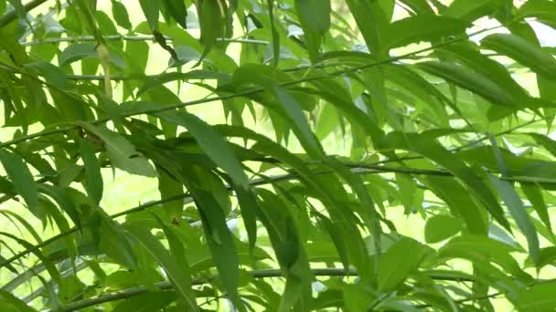 Salix babylonica (Babylon willow or weeping willow) is species of willow native to dry areas of northern China, but cultivated for millennia elsewhere in Asia. — Stock Video