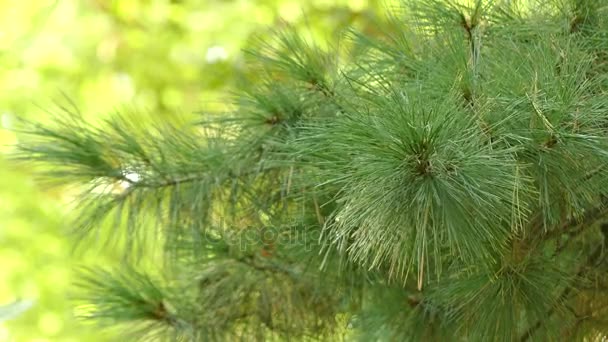 Grote Pinus
