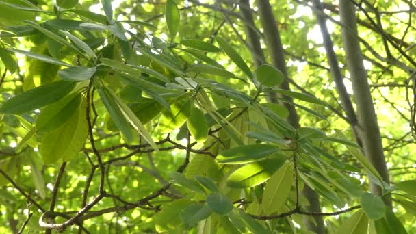 Ροδοδάφνη hemsleyanum είναι εγγενές στην Emei Βουνό rhododendron είδος — Αρχείο Βίντεο