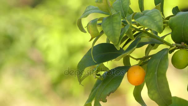 Kumquats (cumquats, Citrus japonica) i familjen vinruteväxter, släkte Fortunella, eller inom Citrus sensu lato. Ätbar frukt påminner om apelsin (Citrus sinensis). Kumquat är ganska kalla-hardy citrus. — Stockvideo