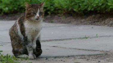 Yaz Şehir Parkı içinde yeşil çimenlerin üzerinde yürüyüş yolunu yitirmek kedi.