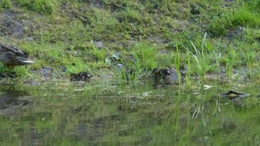 Suda yeşilbaş ördek yavrusu. Yaban ördeği ya da yaban ördeği (Anas platyrhynchos) bir dabbling ördek, alt familya Anatinae su kuşları ailesinin Anatidae ait.