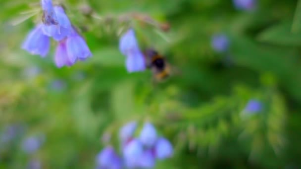 Slowmotion: Bumblebee samla nektar. Humla (också skrivit Humlan) är medlem av släktet Bombus, del av långtungebin, en av bee familjer. Detta släkte är endast bevarade grupp i stam Bombini. — Stockvideo