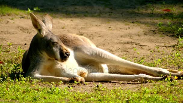 Klokan rudý (Osphranter rufus) je největší ze všech klokanů, největší suchozemské savce původem z Austrálie a největší dochovaný vačnatci. Vyskytuje se po celé pevninské Austrálie. — Stock video