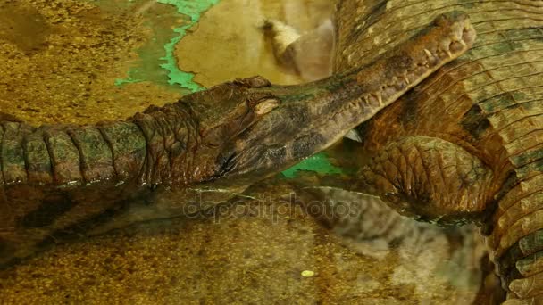 Slender-snouted Крокодил (Mecistops cataphractus) є критично зникаючих видів крокодила з Африки. Традиційно поміщений в Крокодил, останніх досліджень в ДНК і морфології припускають, що воно належить, в свій власний рід, Mecistops. — стокове відео