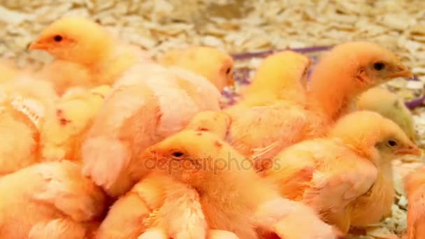 Yellow chickens on farm under artificial light. Chicken (Gallus gallus domesticus) is type of domesticated fowl, subspecies of red junglefowl. — Stock Video