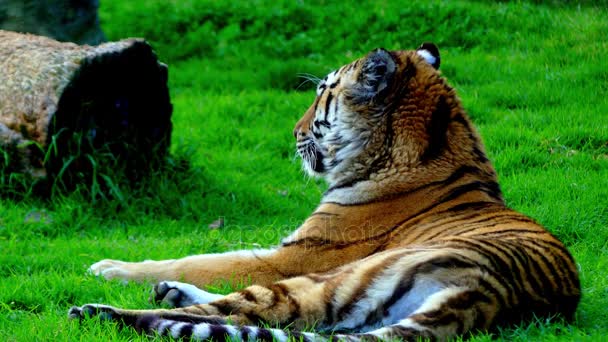 4 k bengalisk tiger, även kallad royal Bengal tiger (Panthera tigris), är den mest talrika tiger. Det är det nationella djuret både Indien och Bangladesh. — Stockvideo