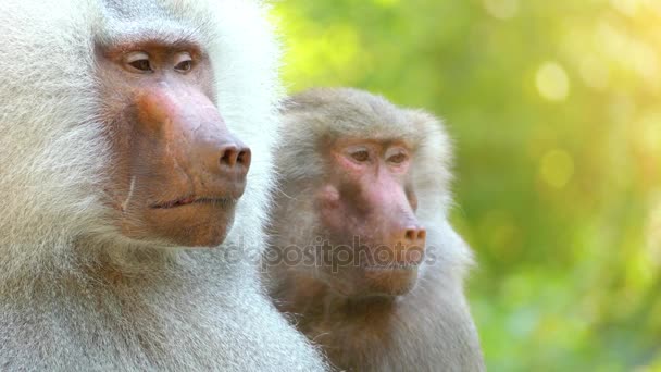 El macaco de cola de león (Macaca silenus), o wanderoo, es un mono del Viejo Mundo endémico de los Ghats occidentales del sur de la India. . — Vídeo de stock