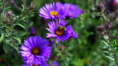 Symphyotrichum novae-angliae (Aster novae-angliae), New England aster, kıllı Mikael-papatya veya Michaelmas'la daisy, bilinen bir çiçekli otsu çok yıllık bitki bitki ailesindeki olduğunu.