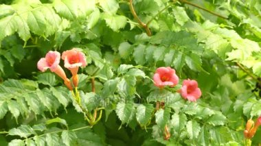Campsis radicans (trompet asma veya trompet sarmaşık, Kuzey Amerika'da inek kaşınma asma veya sinek kuşu asma da bilinir), çiçekli bitki ailesinin Bignoniaceae tür olduğunu.