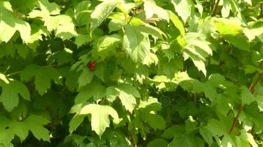 Viburnum opulus (ortak adı guelder-rose) familyasına ait bir bitki Avrupa, Kuzey Afrika ve Orta Asya için aile Adoxaceae (eski adıyla Hanımeligiller) yerli içinde.