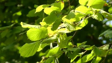 Corylus avellana (ortak hazel). Ortak hazel onun fındık için yetiştiriliyor. Adı fındık herhangi bir cins Corylus tür fındık için geçerlidir.