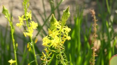 Bulbinella aile Asphodelaceae, alt familya Asphodeloideae bitki cinsidir. Pek çok tür endemik kış yağış alan için sınırlı Batı Güney Afrika'da Cape Eyaleti.