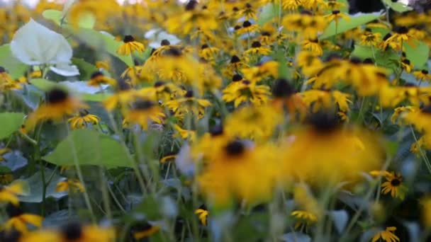 Rudbeckia es un género de plantas con flores perteneciente a la familia Sunflower. Las especies son comúnmente llamadas coneflower y black-eyed-susans — Vídeo de stock