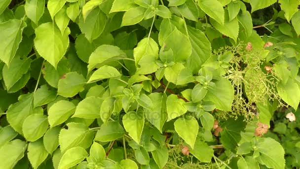 Hydrangea anomala, japoński wspinaczka Hortensja, jest gatunków hortensji pochodzi z lasów Himalaya, Południowej i Środkowej Chin i północna Birma. To woody rośliny pnące. — Wideo stockowe