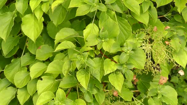 Hydrangea anomala, japanska klättring-hydrangea, är hortensia infödda till skogslandet Himalaya, södra och centrala Kina och norra Myanmar. Det är en woody klättring växt. — Stockvideo