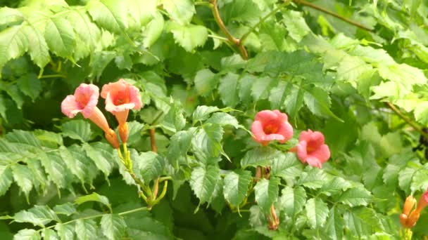 Campsis radicans (trumpet vinstockar eller trumpet creeper, även känd i Nordamerika som Ko klådan vinstockar eller kolibri vinstockar), är växtart i familjen katalpaväxter. — Stockvideo