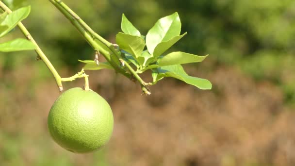 Citrus maxima (o Citrus grandis), (Nombres comunes: pomelo, pomello, pummelo, pommelo, pamplemousse, jabong (Hawaii), shaddick, o shaddock) es cítrico natural (no híbrido), con pomelo . — Vídeo de stock