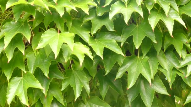 Parthenocissus tricuspidata is a flowering plant in grape family (Vitaceae) native to eastern Asia in Japan, Korea, and China. It is deciduous woody vine growing to 30 m tall or more. — Stock Video