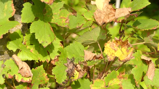 Vitis vinifera (common grape vine) is species of Vitis, native to Mediterranean region, central Europe, and southwestern Asia, from Morocco and Portugal north to southern Germany and east to Iran. — Stock Video