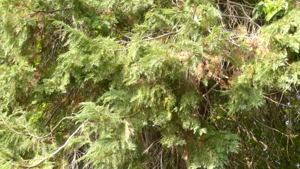 Chamaecyparis lawsoniana, bekannt als Port-orford-Zeder oder Lawson-Zypresse, ist eine Nadelbaumart der Gattung chamaecyparis, Familie cupressaceae. Sie ist in Oregano und Nordwestkalifornien beheimatet. — Stockvideo
