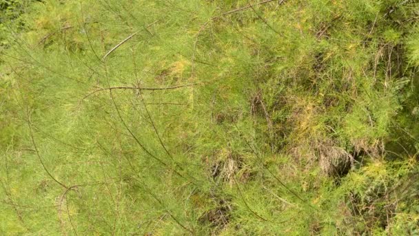 Tamarix gallica, franska tamarisk, är lövfällande, örtartade, twiggy buske eller litet träd som når upp till ca 5 meter hög. Det är infödda till Saudiarabien och Medelhavsområdet. — Stockvideo