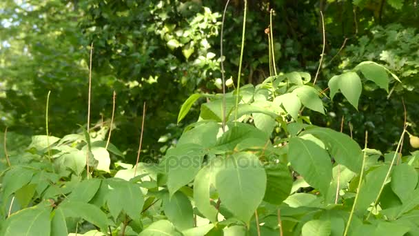 Aesculus parviflora (bottlebrush buckeye) buckeye türüdür. Olarak adlandırılan cüce At kestanesi olan benzerliği daha ünlü onun göreli horsechestnut için tanınması da. — Stok video