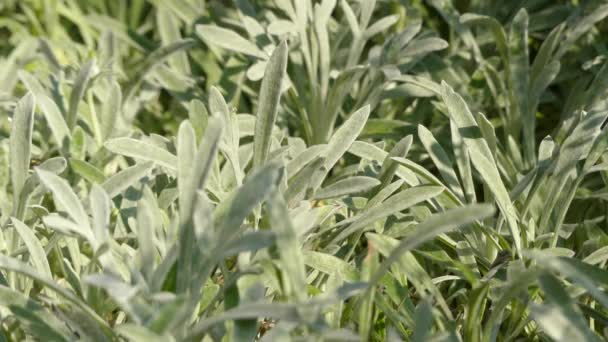 Gazania rigens (Gazania splendens), parfois appelée fleur au trésor, est une espèce de plante à fleurs de la famille des Asteraceae, originaire d'Afrique australe. . — Video