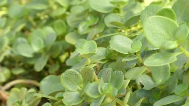 Odak transfer: Yeşim bitkisi multicava etli bitki Crassulaceae aileden olduğunu. Ortak adları peri yeşim bitkisi, çekirdeksiz yeşim bitkisi ve Londra gurur. Peri yeşim bitkisi Güney Afrika'nın yerli.