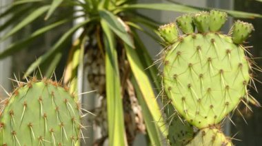Opuntia engelmannii inciri ortak arasında Orta-Güney ve Güneybatı ABD ve Meksika olduğunu. Bilinen adları: İnekler dil kaktüs, inek dil inciri de dahil olmak üzere.