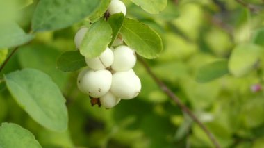 Symphoricarpos albus ortak adı ortak snowberry tarafından bilinen Hanımeli ailesindeki çiçekli bitki türüdür. Kuzey Amerika yerli.