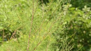 Tamarix gallica, Fransız Ilgın, yaprak döken, otsu, twiggy çalı veya küçük ağaç kadar yaklaşık 5 metre yüksekliğinde ulaşan var. Suudi Arabistan ve Akdeniz bölgesine özgü olduğunu.