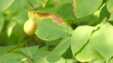 Aesculus parviflora (bottlebrush buckeye) buckeye türüdür. Olarak adlandırılan cüce At kestanesi olan benzerliği daha ünlü onun göreli horsechestnut için tanınması da.