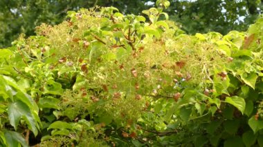 Ortanca anomala, Japon Tırmanma-ortanca, ortanca Himalaya, Güney ve orta Çin ve Kuzey Myanmar woodlands için yerel türüdür. Bitki tırmanma bir woody öyle.
