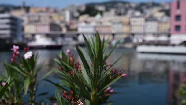 Nerium oleander ist ein immergrüner Strauch oder kleiner Baum aus der Familie der Hundsgewächse, der in allen Teilen giftig ist. derzeit nur Arten der Gattung Nerium. — Stockvideo