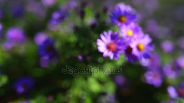 Symphyotrichum novae-angliae (Aster novae-angliae), широко известный как New England aster, волосатый Michaelmas-daisy или Michaelmas daisy, является цветущим травянистым многолетним растением семейства Asteraceae. . — стоковое видео