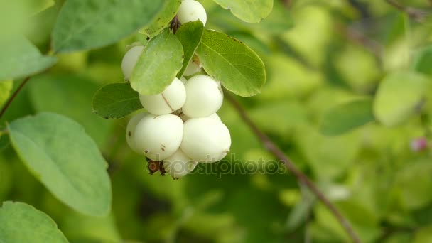 Symphoricarpos albus es una especie de planta fanerógama perteneciente a la familia de las madreselvas. Es originaria de América del Norte . — Vídeo de stock