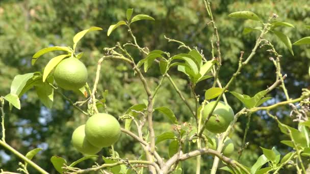 Citrus maxima (eller Citrus grandis), (vanliga namn: pomelo, pomello, pummelo, pommelo, pamplemousse, jabong (Hawaii), shaddick eller POMPELMUS) är naturliga (icke-hybrid)-citrusfrukter, med grapefrukt. — Stockvideo