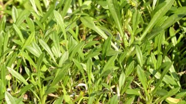 Gazania rigens (Gazania çiçeği), hazine çiçek, olarak da adlandırılan çiçekli bitki ailesindeki bitki, Güney Afrika'ya yerli familyasından.
