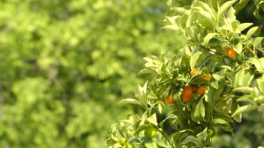 Kumquats (cumquats, narenciye japonica) aile Rutaceae, cins Fortunella, ya da narenciye sensu lato. Yenilebilir meyve portakal (Citrus sinensis) benzer. Kamkat oldukça soğuk hardy narenciye olduğunu.