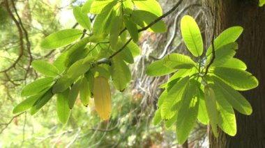 Ormangülü hemsleyanum ormangülü Mount Emei için yerel türdür