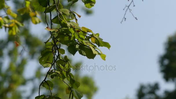 Corylus avellana (avellana común). El avellano común se cultiva por sus frutos secos. Nombre avellana se aplica a los frutos secos de cualquiera de las especies del género Corylus . — Vídeo de stock