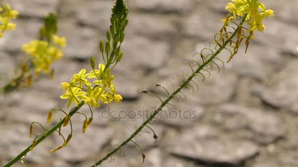 Bulbinella is genus of plant in family Asphodelaceae, subfamily Asphodeloideae. Many species are endemic to Cape Province in western South Africa, confined to winter rainfall area. — Stock Video