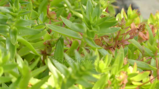 초점 이동: Crassula capitella 또는 모닥불 식물은 남부 아프리카에 출생지 다년생 다 육 식물. 그것은 좁은, 지적 누적된 잎 있다. 그것은 주로 비 엔 날 레, 여름에 개화. — 비디오