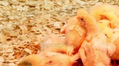 Sarı tavuk çiftliğinde yapay ışık altında. Tavuk (Gallus gallus domesticus) evcil kümes hayvanı, kırmızı junglefowl alt türü türüdür.