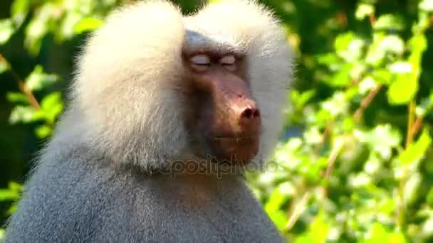 사자 꼬리 마 카 크 (Macaca silenus), 또는 wanderoo, 이다 남쪽 인도 서양 Ghats에 발병 하는 구 세계 원숭이. — 비디오